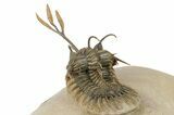 Trident Walliserops Trilobite Fossil - Fantastic Preparation #276386-4